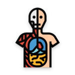 Human Muscles Anatomy Learning Human Muscles Anatomy Learning