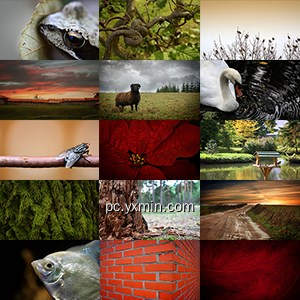 Wallpaper collection