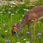 Community Showcase Fauna 3 Community Showcase Fauna 3