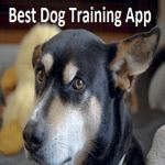 Best Dog Training App for Real Dogs at Home with Tips Tricks