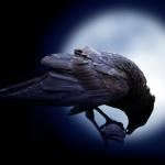 Call of the Raven Call of the Raven