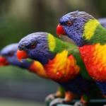 Colorful Birds Colorful Birds
