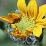 Spring Blooms by Rebecca Heigel Spring Blooms by Rebecca Heigel