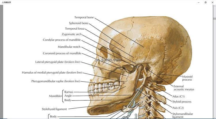 【图】人体解剖学图谱2021专业版(截图2)