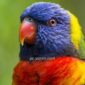 Birds Jigsaw Puzzle