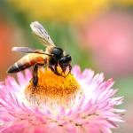 Bees by Mayur Kotlikar Bees by Mayur Kotlikar