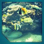 Aquarium Live View