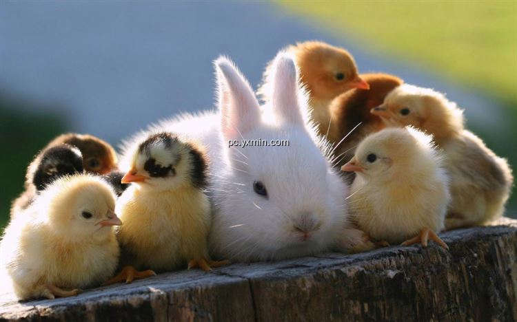 【图】Chicks and Bunnies(截图1)