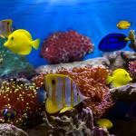Fish and Corals Fish and Corals