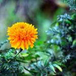 Community Showcase Flora 3 Community Showcase Flora 3