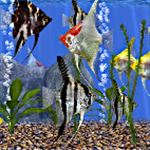 AngelFish Aquarium – Virtual Fish Tank