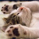 Cats 4k Live Wallpaper