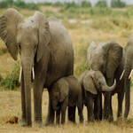 African animals!