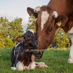 A COW