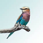 Sasol eBirds of the Kruger National Park Sasol eBirds of the Kruger National Park