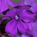 Spring Blooms 2 by Rebecca Heigel Spring Blooms 2 by Rebecca Heigel