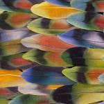 Feathers Feathers