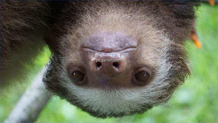 【图】Sloths PREMIUM(截图1)