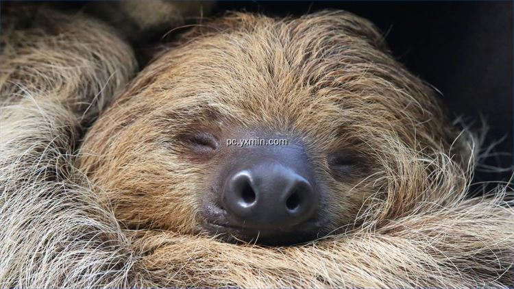 【图】Sloths PREMIUM(截图2)