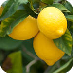 Kids World: Fruits