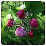 Apple Tree Apple Tree