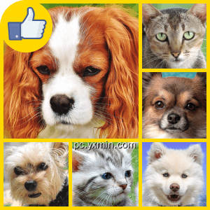 Puzzle² – Pets 1