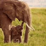 Animal Mothers Animal Mothers