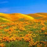 Bing Sunshine Bing Sunshine