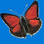 Butterflies of Greece