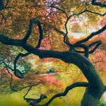 Out on a Limb Out on a Limb