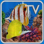 Butterfly Fish Aquarium TV 4k Saltwater Coral Reef