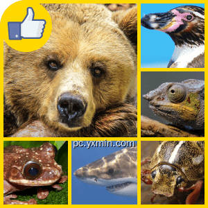 Puzzle² – Animals 1