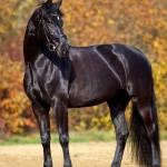 Beauty of Horses