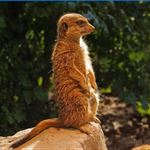 Meet Meerkat