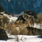 Animals of Yellowstone Animals of Yellowstone
