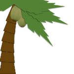 One Day a Coconut