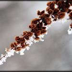 Winter Garden by Hayley Elizabeth Winter Garden by Hayley Elizabeth